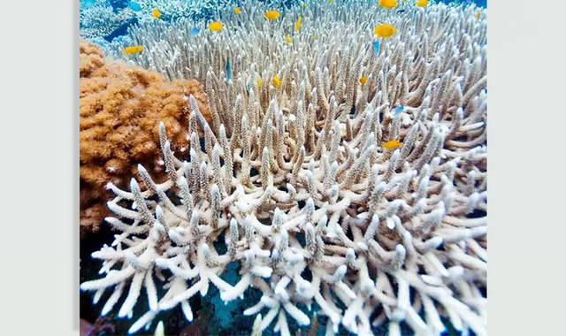 海洋珊瑚生物