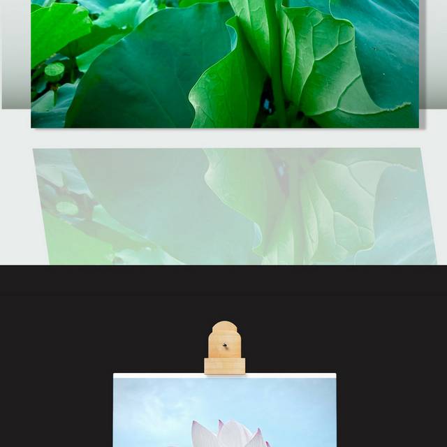 荷叶荷花