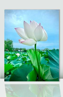 楚如画 荷花圖