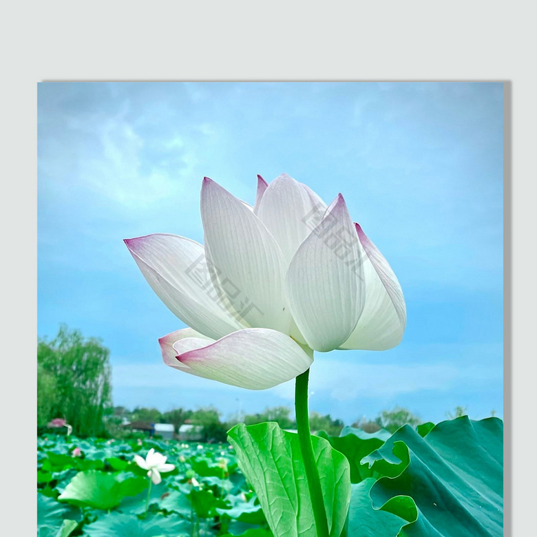 荷花圖 center