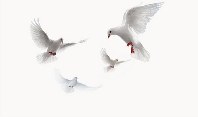 白色和平信鸽