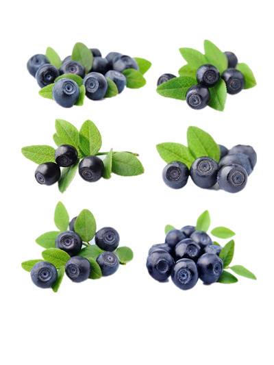 新鲜蓝莓