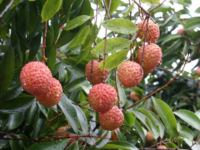 荔枝