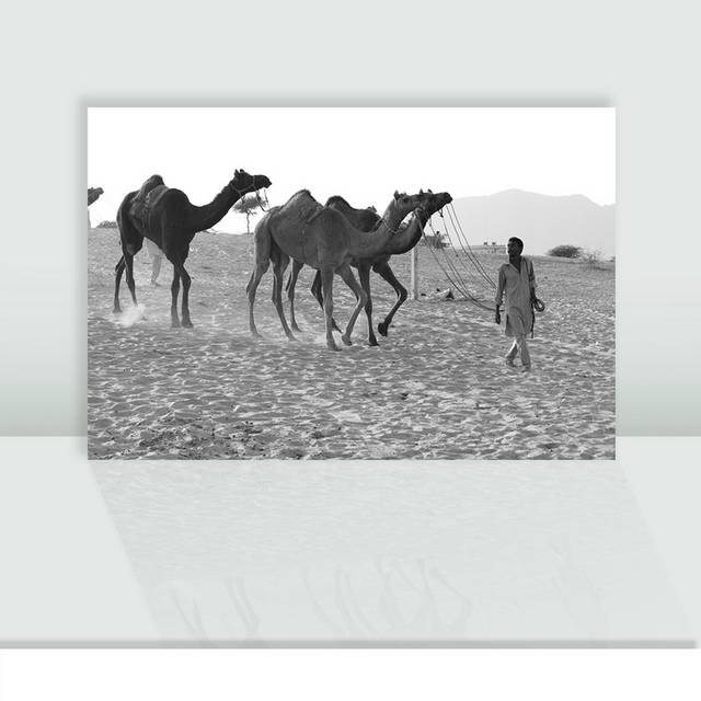 黑白骆驼