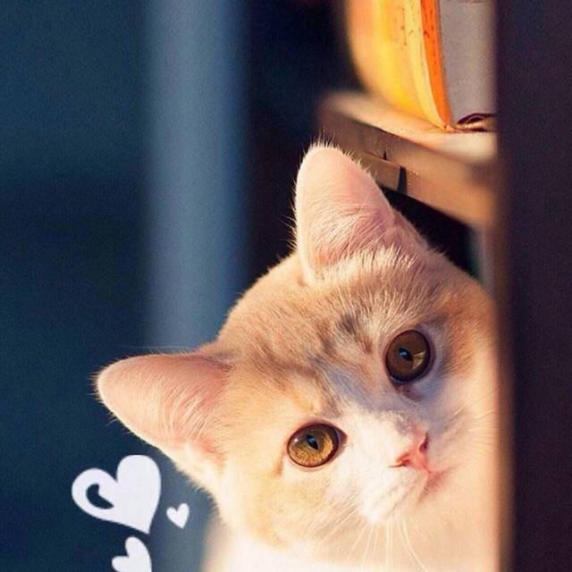 猫咪