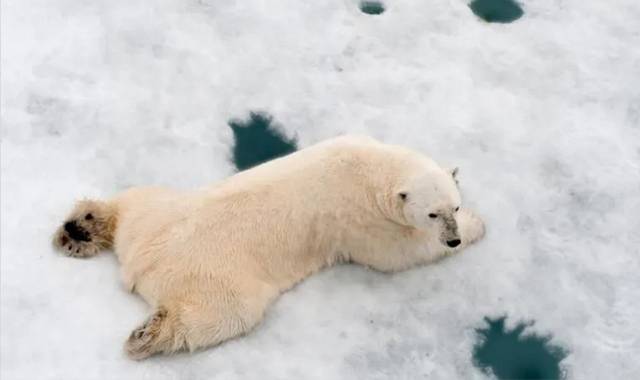 趴着的北极熊