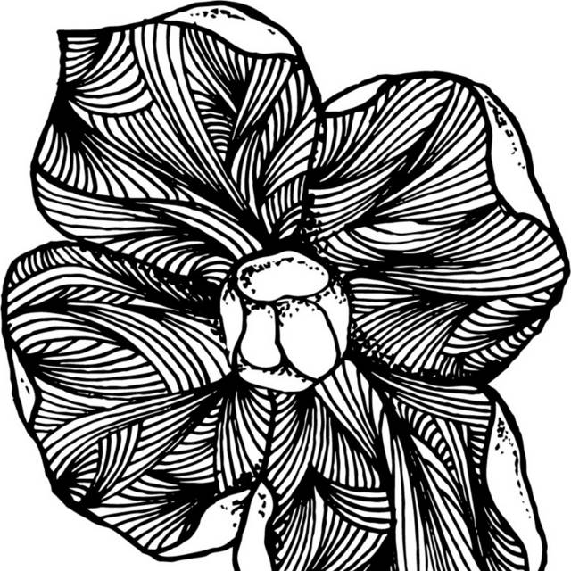 黑白植物插画3