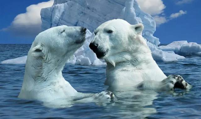 海水里的北极熊