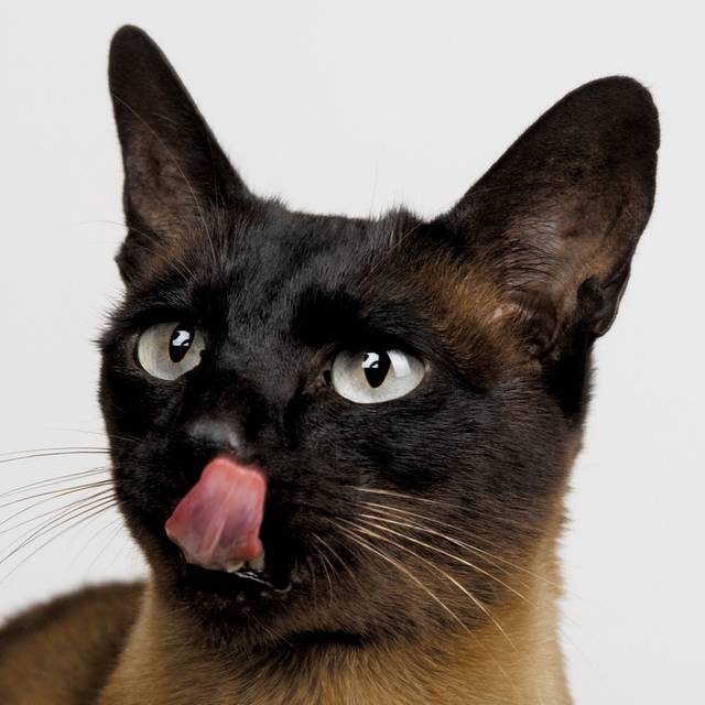 猫咪
