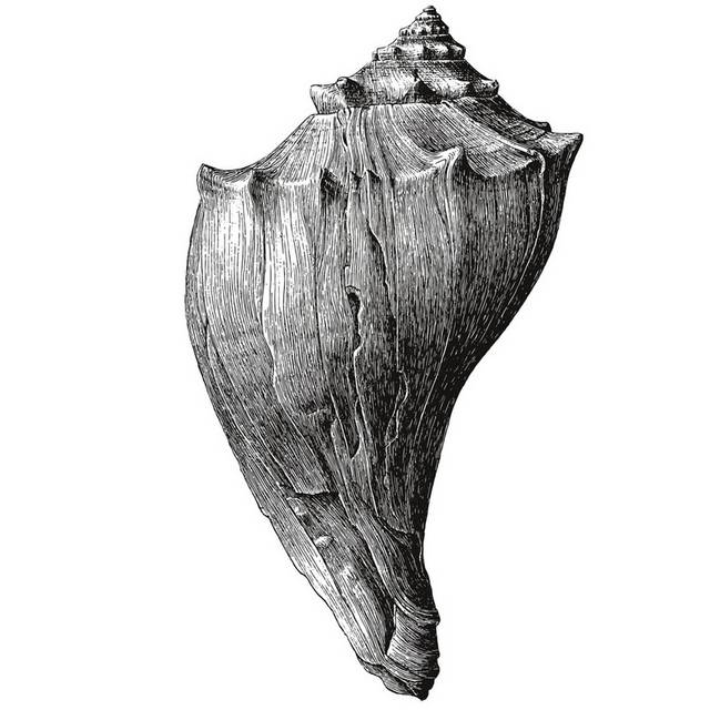 手绘海洋生物