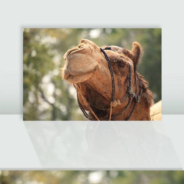 野生骆驼图片