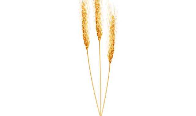 农作物麦穗小麦