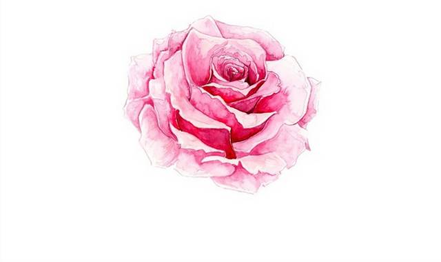 水彩粉色玫瑰