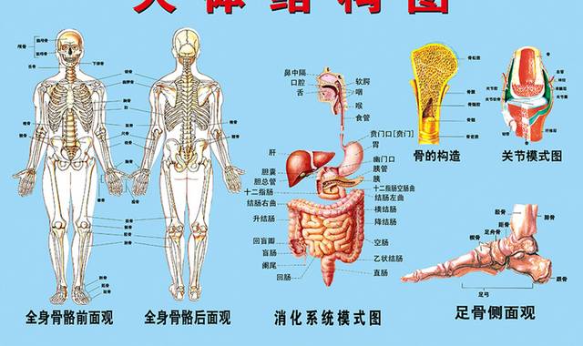 人体结构图图片