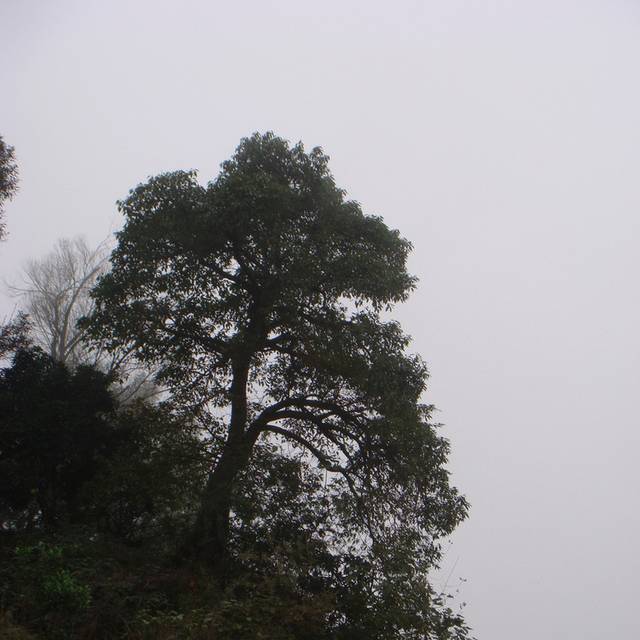 大树