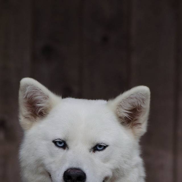 秋田犬