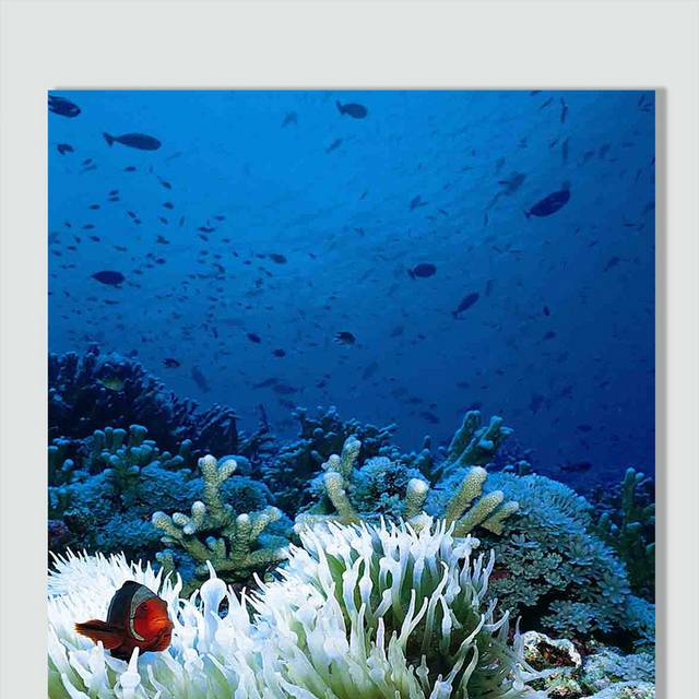 海底世界珊瑚图片