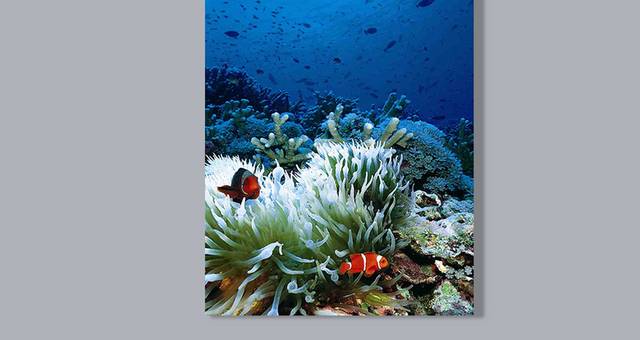 海底世界珊瑚图片