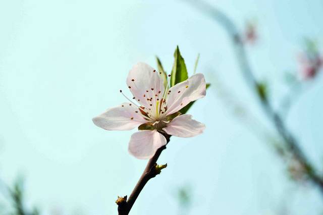梅花图片