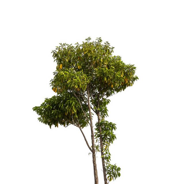 大树