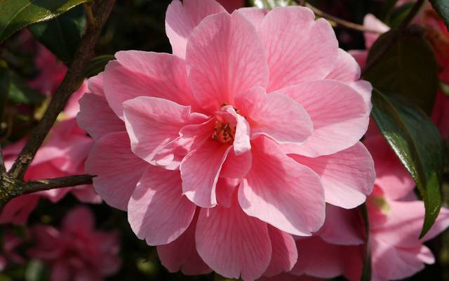 花卉