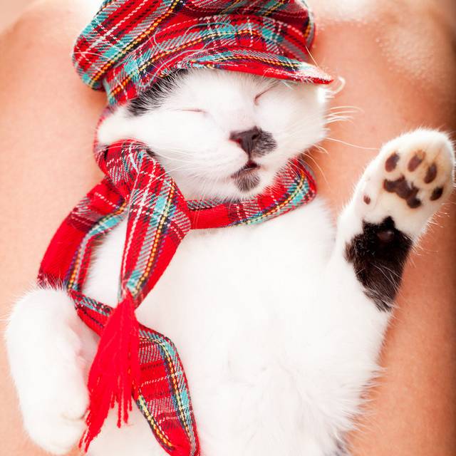猫咪