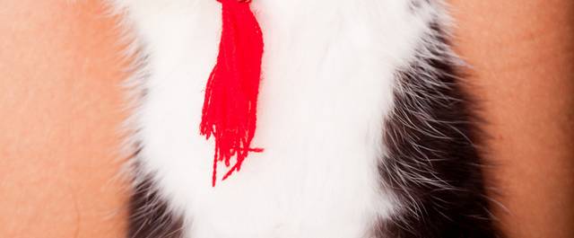 猫咪