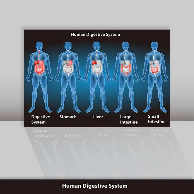 人体结构图背景