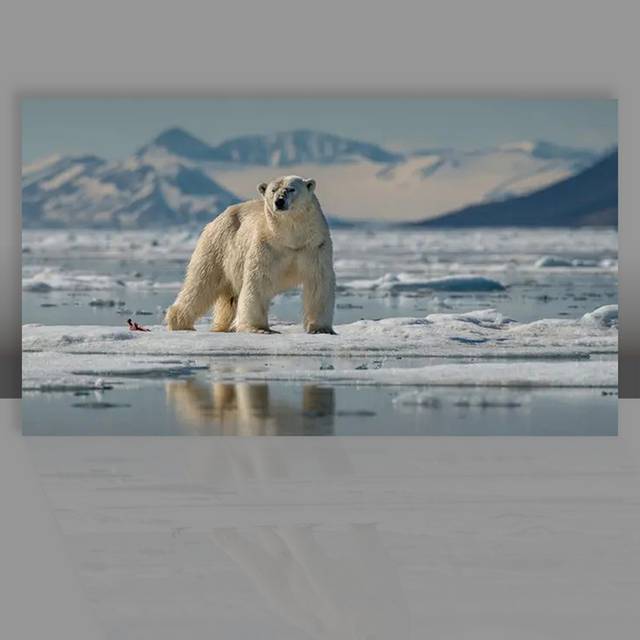 冰水里的北极熊