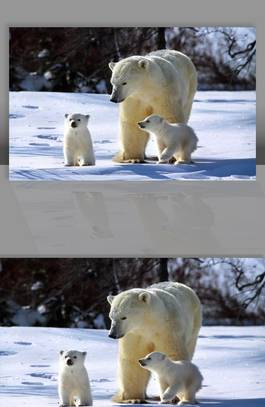 Polar Bear, 10 Year Challenge