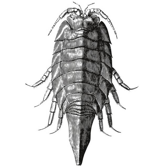 手绘海洋生物