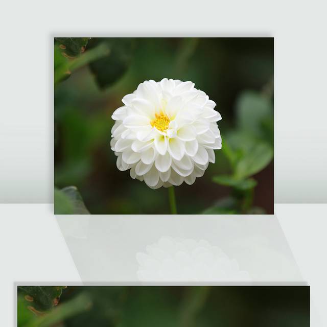 白色鲜花图片