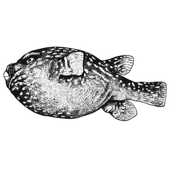 手绘海洋生物