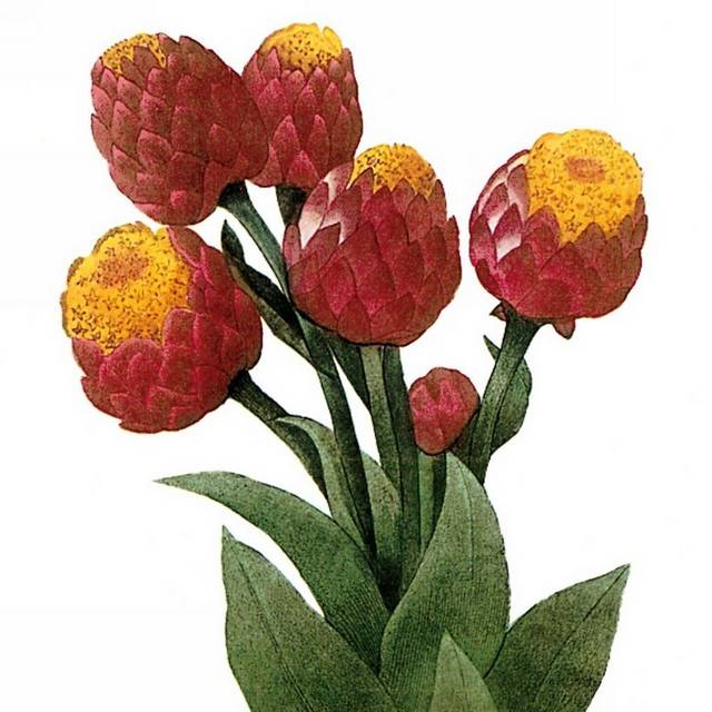 花卉