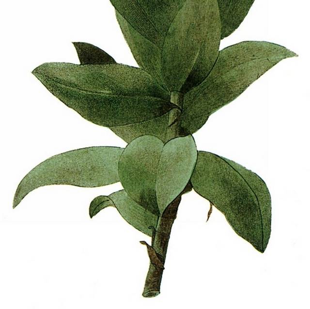 花卉