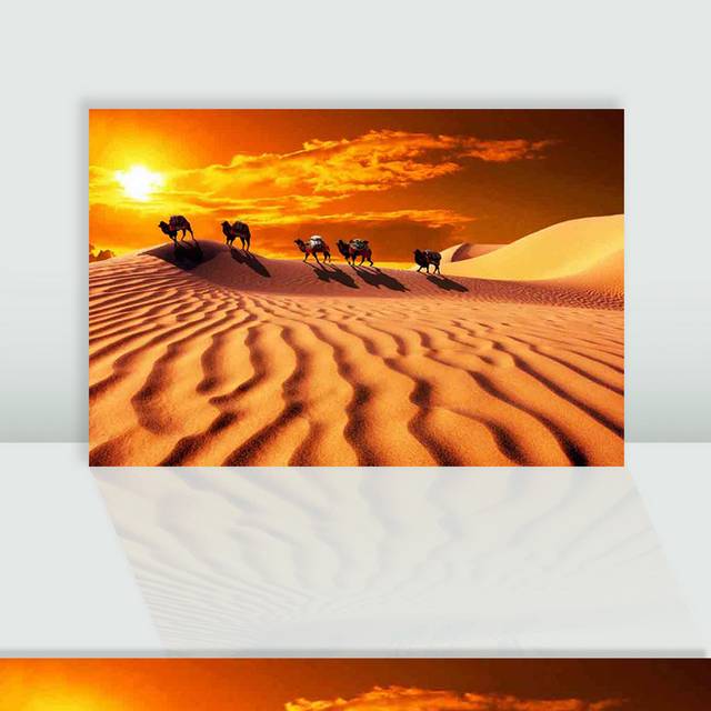 烈日下的骆驼