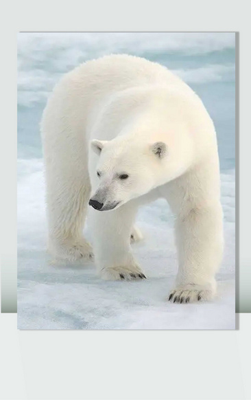 矢量白色北极熊