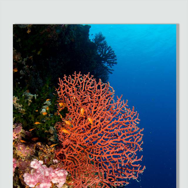 珊瑚元素