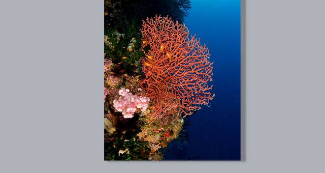 珊瑚元素
