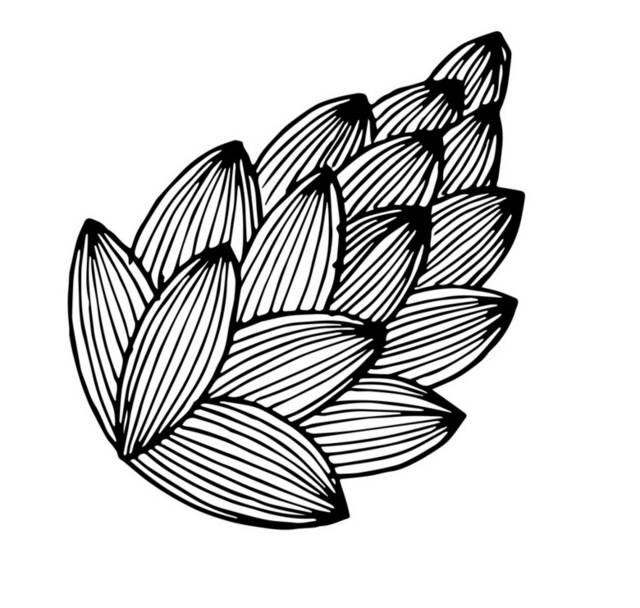 黑白植物插画2