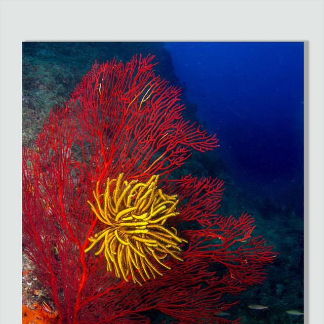 海洋生物珊瑚素材