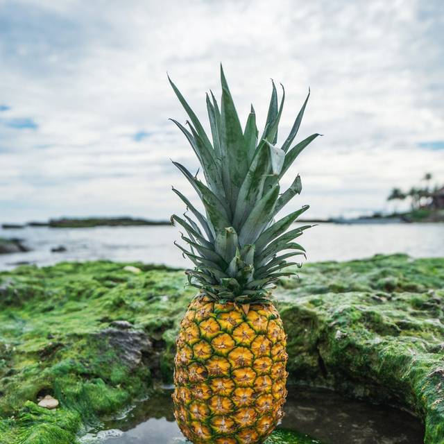 新鲜菠萝