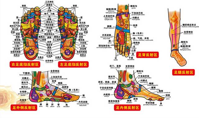 足部反射区穴位图