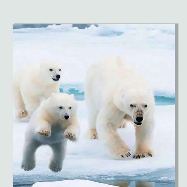 三只北极熊