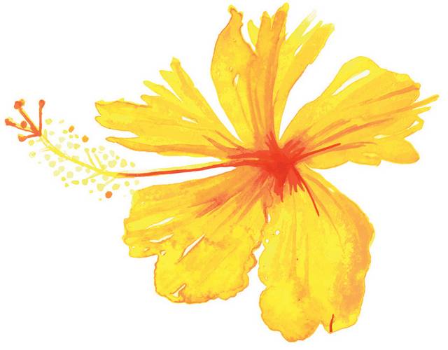 黄色花朵插画2