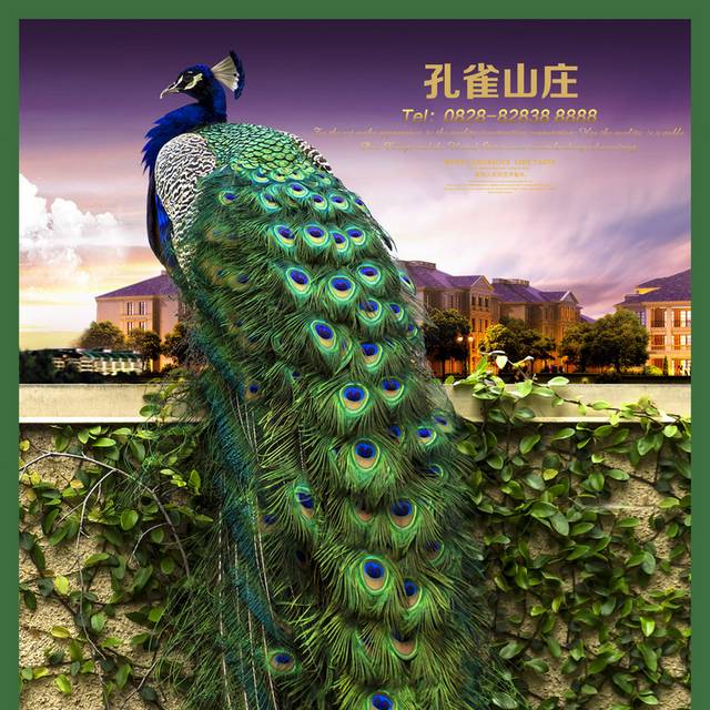 孔雀