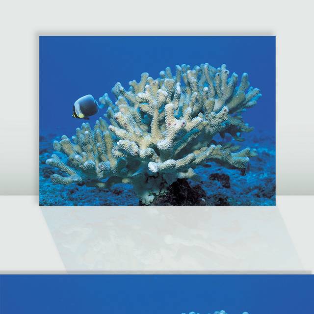 蓝色海底世界珊瑚鱼类