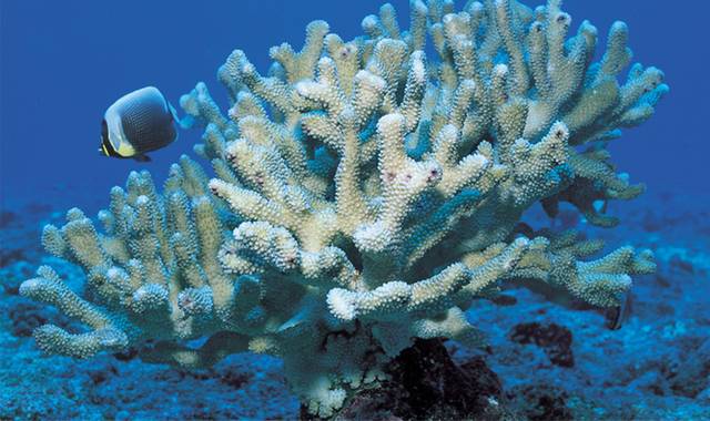 蓝色海底世界珊瑚鱼类