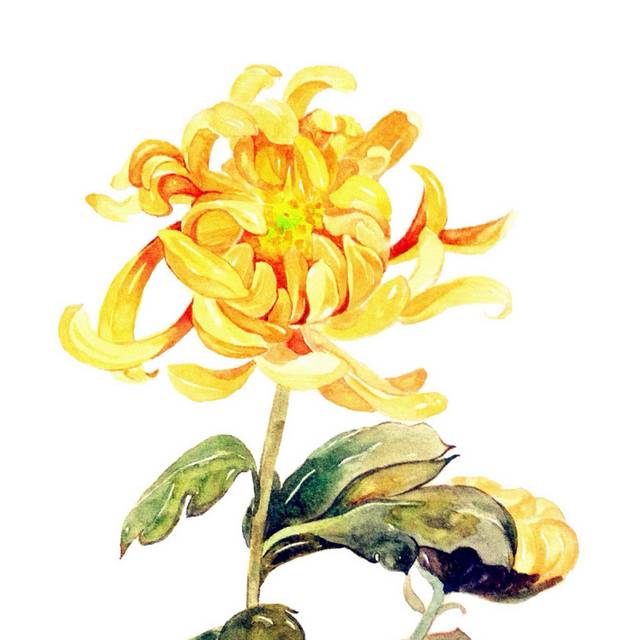 菊花