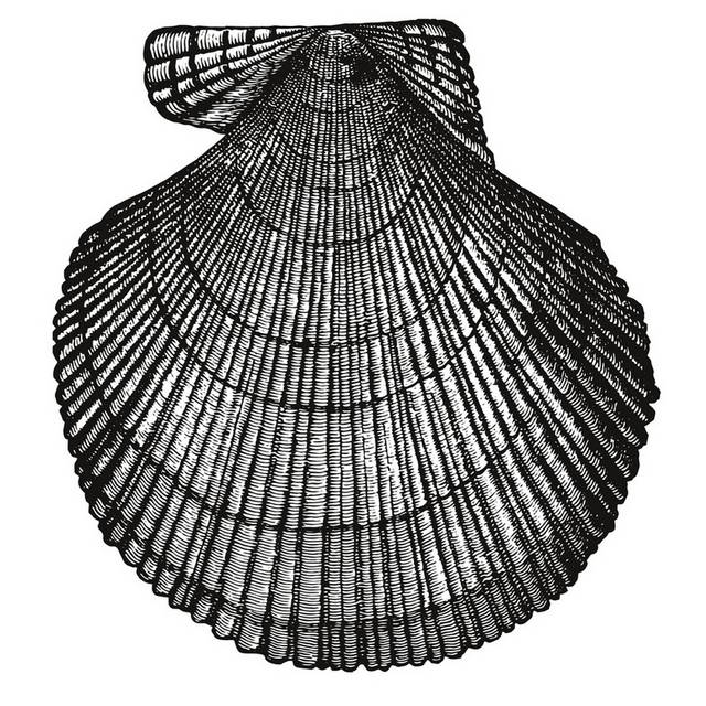 手绘海洋生物